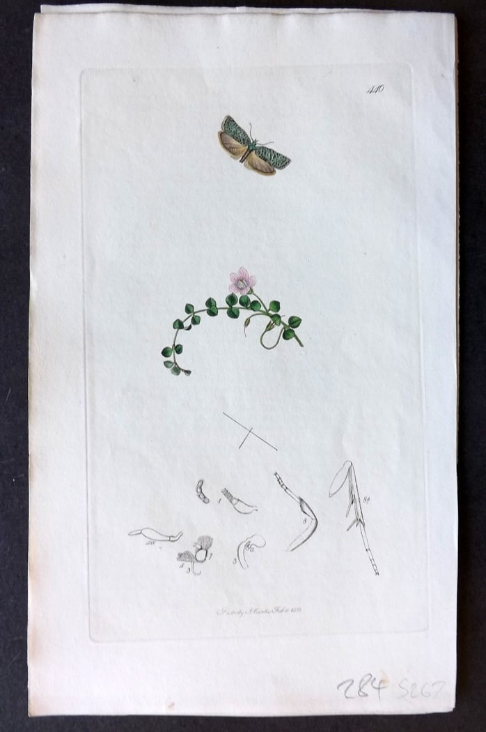 Curtis, John 1833 Hand Col Insect Botanical Print. Sprinkled Rough-Wing Moth 440 (1 of 1)