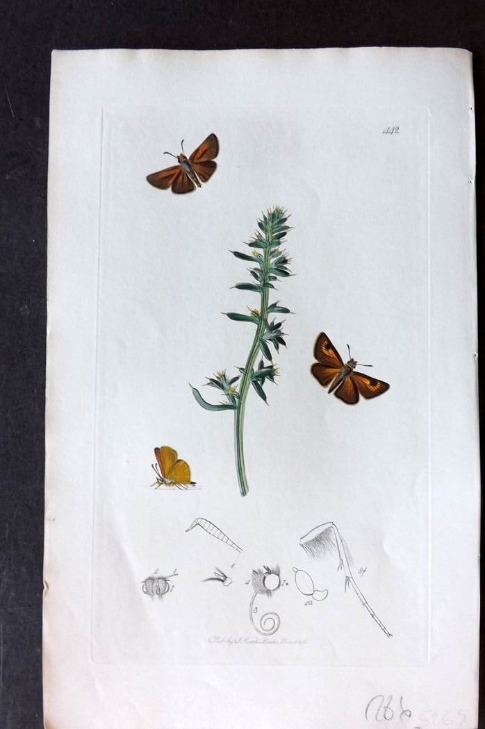 Curtis, John 1833 Hand Col Insect Botanical Print. Lulworth Skipper Moth 442 (1 of 1)