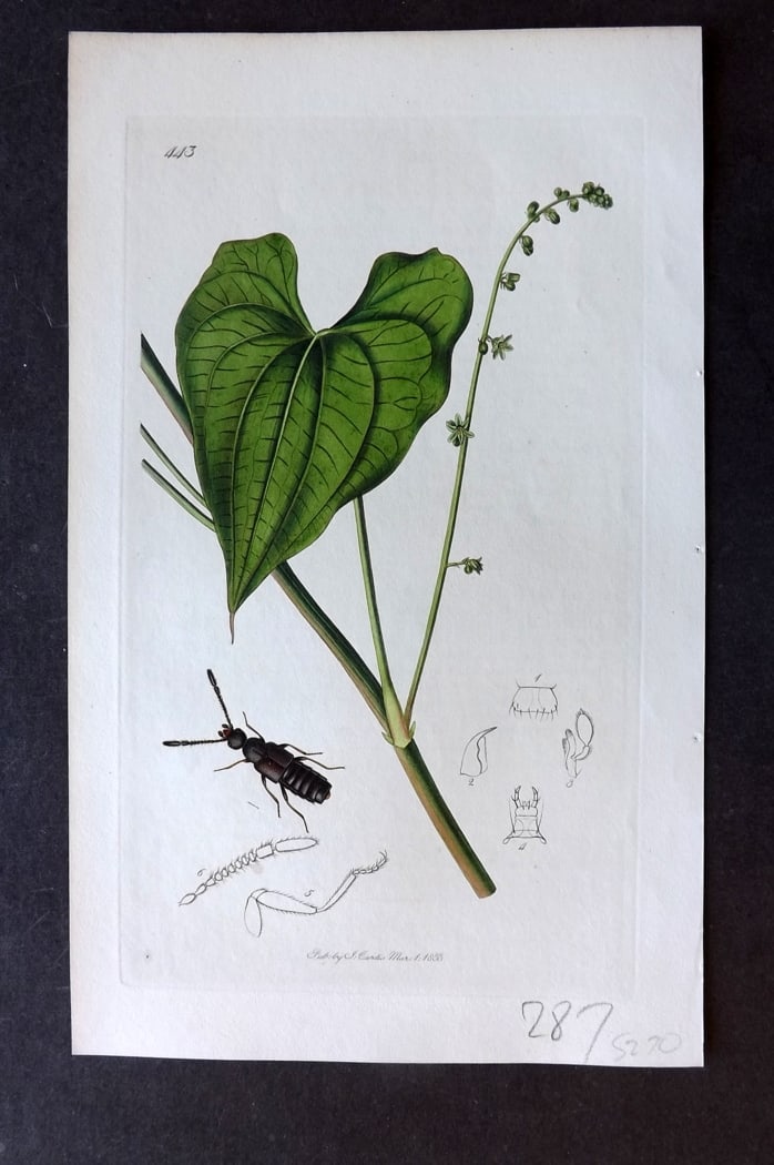 Curtis, John 1833 Hand Col Insect Botanical Print. Callicerus Spencii 443 (1 of 1)