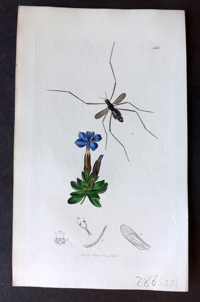 Curtis, John 1833 Hand Col Insect Botanical Print. Molophilus Brrevipennis 444 (1 of 1)