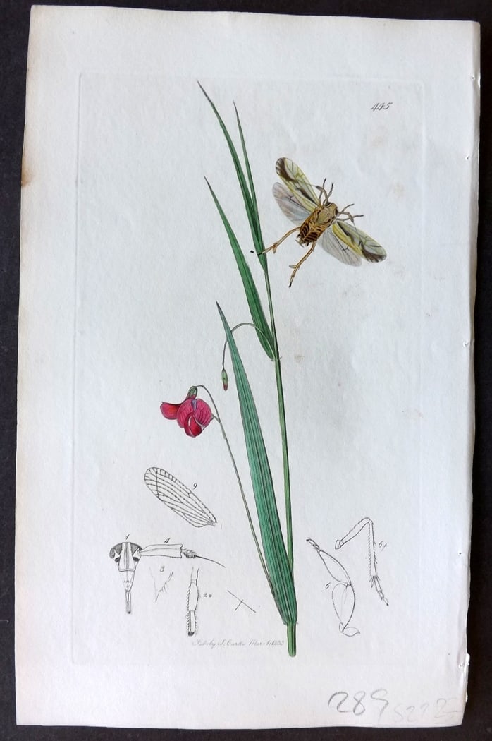 Curtis, John 1833 Hand Col Insect Botanical Print. Asiraca Pulchella 445 (1 of 1)