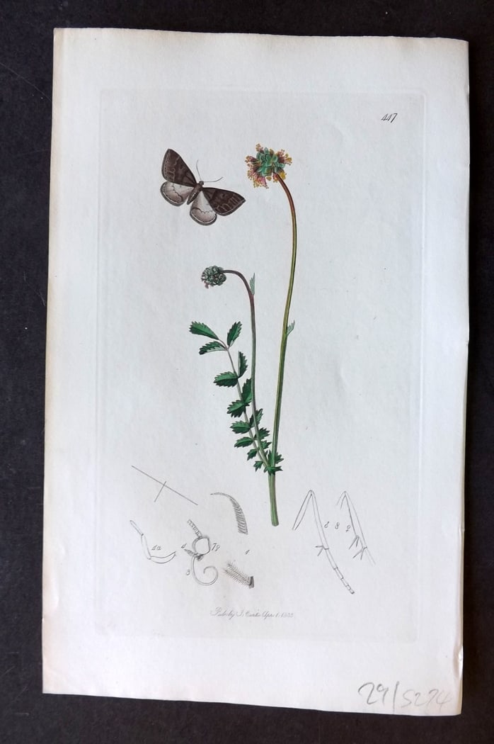 Curtis, John 1833 Hand Col Insect Botanical Print. Kent Mocha or Grey Carpet Moth 447 (1 of 1)