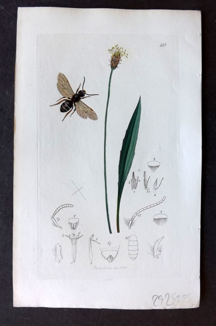 Curtis, John 1833 Hand Col Insect Botanical Print. Lasioglossu Tricingulum 448 (1 of 1)