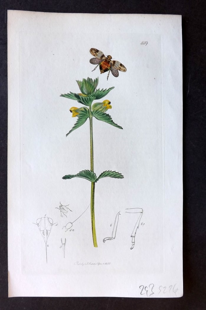 Curtis, John 1833 Hand Col Insect Botanical Print. Issus Coleoptratus 449 (1 of 1)