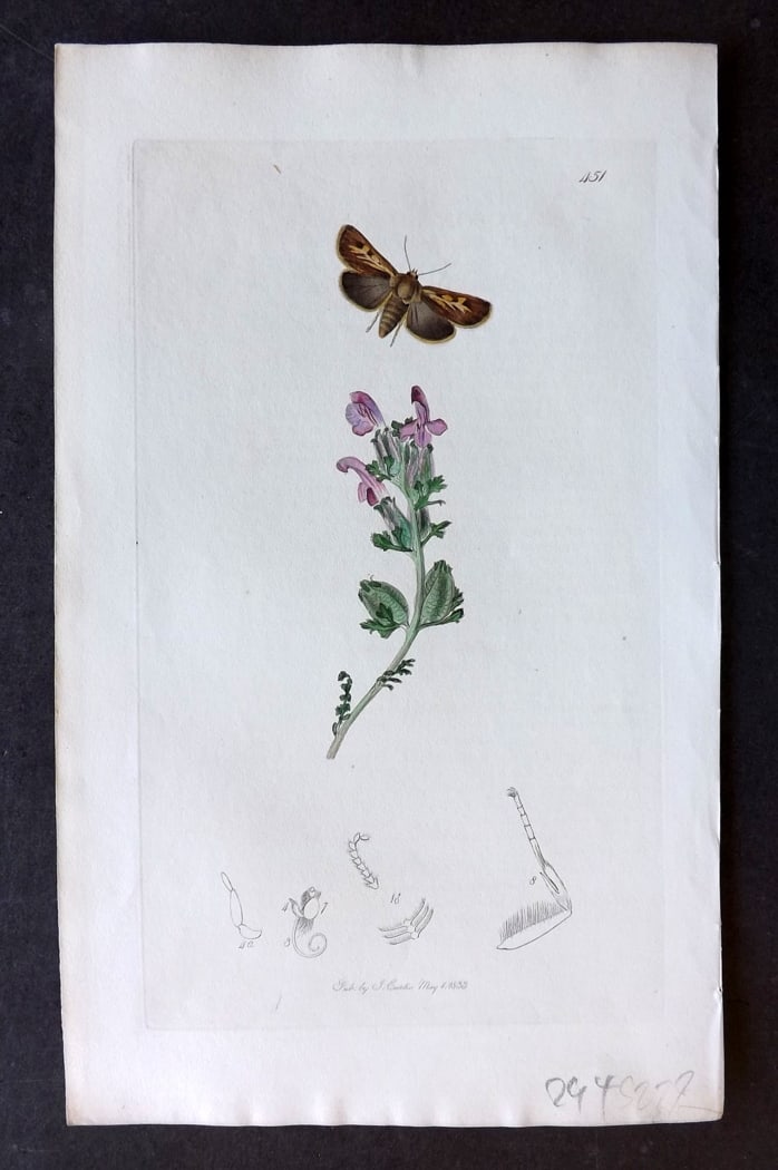 Curtis, John 1833 Hand Col Insect Botanical Print. Irish Antler Moth 451 (1 of 1)