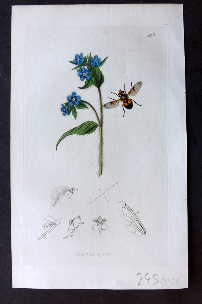 Curtis, John 1833 Hand Col Insect Botanical Print. Volucella Inflata 452 (1 of 1)