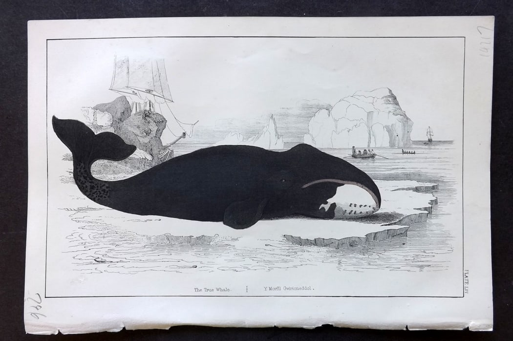 Goldsmith, Oliver C1850 Hand Col Print. True Whale: Hand Colored Etching/Engraving Published C1850 by A. Fullarton & Co., London for "A History of the Earth and Animated Nature" by Oliver Goldsmith. Paper Size: 10 x 6 inch (25 x 16cm) Good Condition