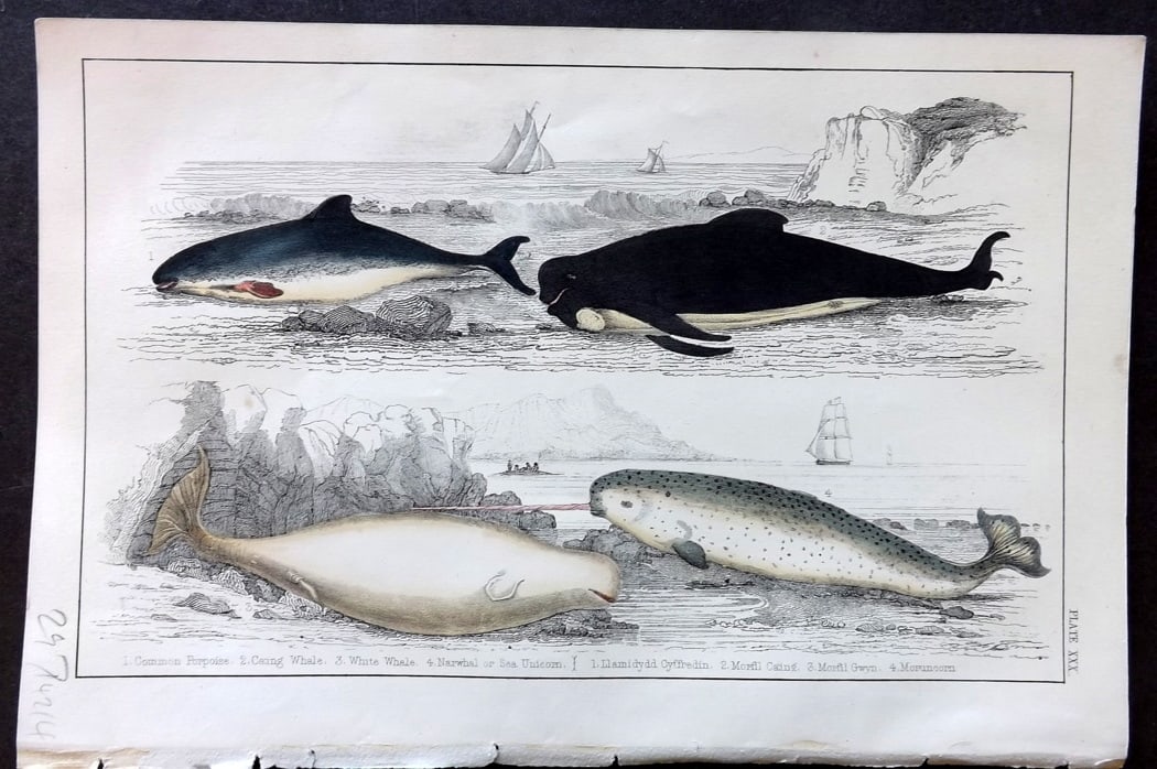 Goldsmith, Oliver C1850 Hand Col Print. Common Porpoise, White Whale, Narwhal 30: Hand Colored Etching/Engraving Published C1850 by A. Fullarton & Co., London for "A History of the Earth and Animated Nature" by Oliver Goldsmith. Paper Size: 10 x 6 inch (25 x 16cm) Good Condition