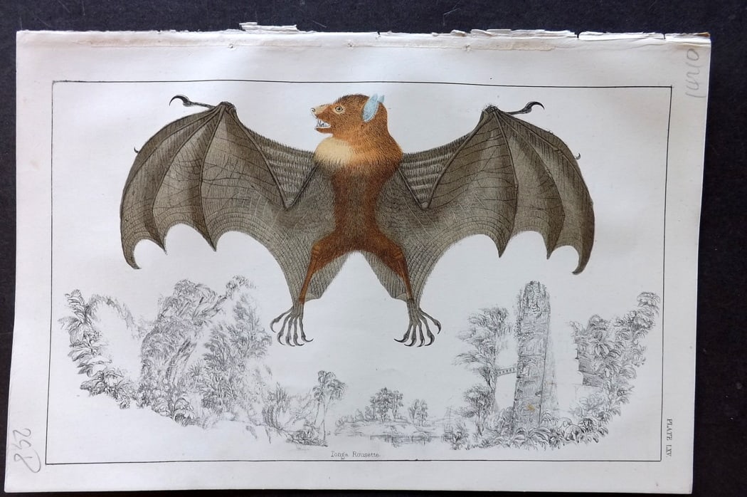 Goldsmith, Oliver C1850 Hand Col Print. Tonga Rousette Bat 65: Hand Colored Etching/Engraving Published C1850 by A. Fullarton & Co., London for "A History of the Earth and Animated Nature" by Oliver Goldsmith. Paper Size: 10 x 6 inch (25 x 16cm) Good Condition