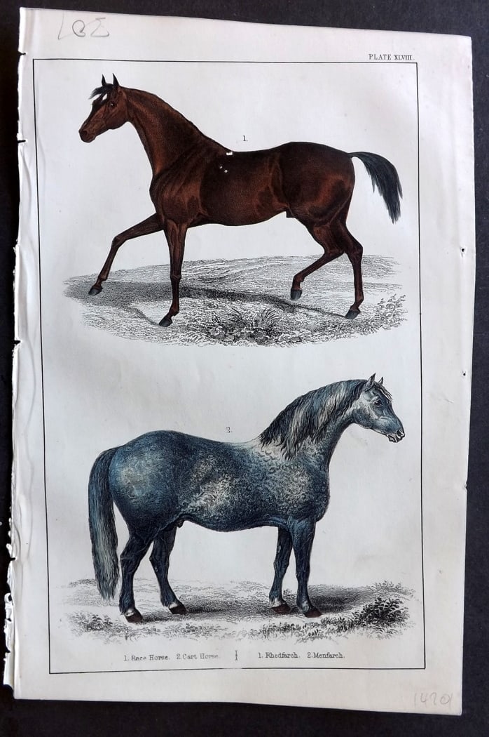 Goldsmith, Oliver C1850 Hand Col Print. Race Horse. Cart Horse 48: Hand Colored Etching/Engraving Published C1850 by A. Fullarton & Co., London for "A History of the Earth and Animated Nature" by Oliver Goldsmith. Paper Size: 10 x 6 inch (25 x 16cm) Good Condition