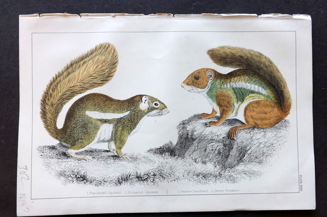 Goldsmith, Oliver C1850 Hand Col Print. Fire Footed & Hottentot Squirrel 35 (1 of 1)