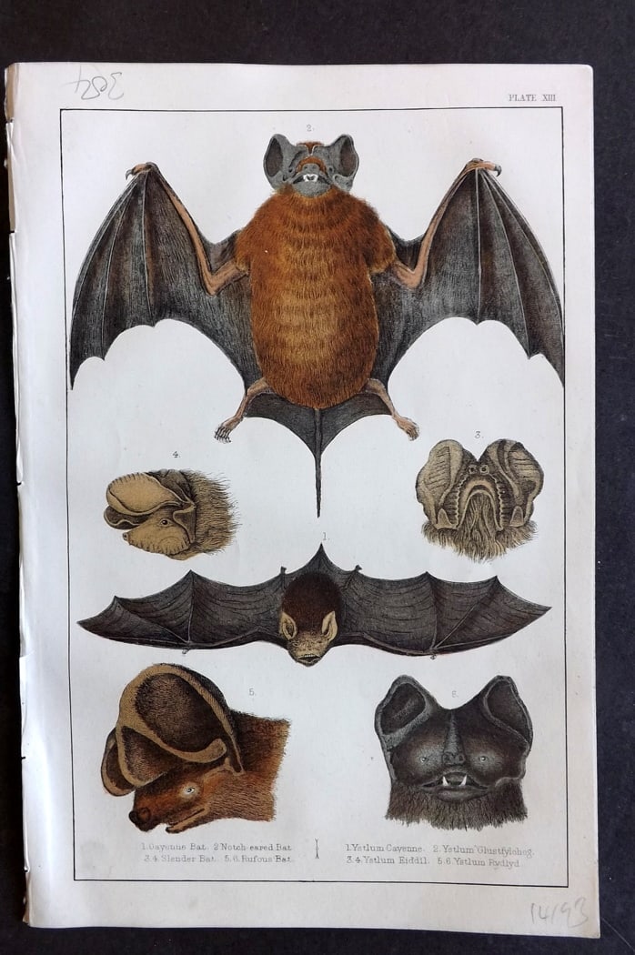 Goldsmith, Oliver C1850 Hand Col Print. Cayenne, Slender, Notch Eared, Rufous Bat 13: Hand Colored Etching/Engraving Published C1850 by A. Fullarton & Co., London for "A History of the Earth and Animated Nature" by Oliver Goldsmith. Paper Size: 10 x 6 inch (25 x 16cm) Good Condition