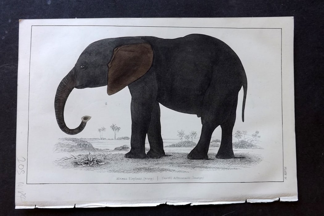 Goldsmith, Oliver C1850 Hand Col Print. Elephant: Hand Colored Etching/Engraving Published C1850 by A. Fullarton & Co., London for "A History of the Earth and Animated Nature" by Oliver Goldsmith. Paper Size: 10 x 6 inch (25 x 16cm) Good Condition