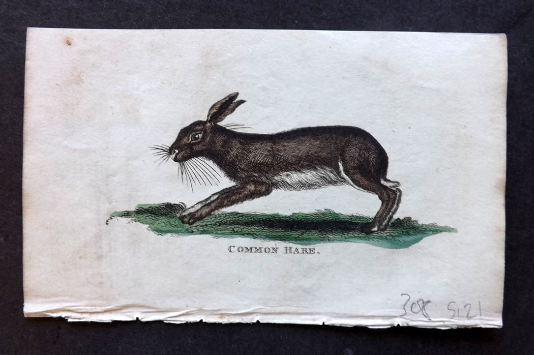 Holloway, William 1804 Hand Col Print. Common Hare: Hand Colored Copper Plate Published 1803-04, London for "The British Museum; Or Elegant Repository of Natural History" by William Holloway and John Branch. Paper Size: 5 x 3.5 inch (13 x 9cm) Good Con