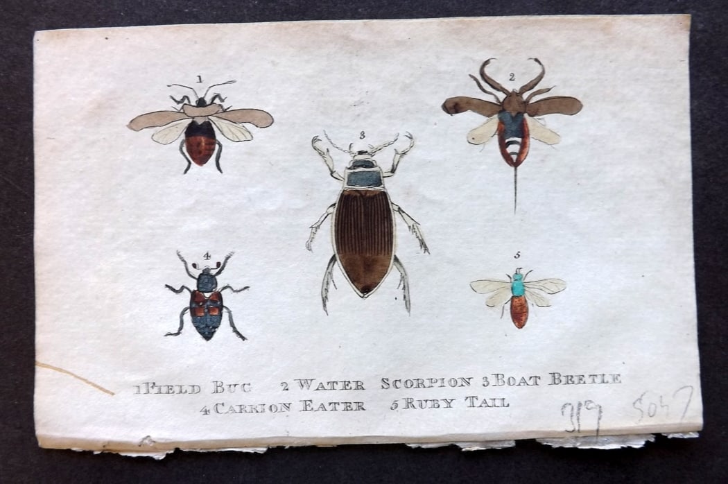 Holloway, William 1804 Hand Col Print. Beetles, Insects: Hand Colored Copper Plate Published 1803-04, London for "The British Museum; Or Elegant Repository of Natural History" by William Holloway and John Branch. Paper Size: 5 x 3.5 inch (13 x 9cm) Good Con