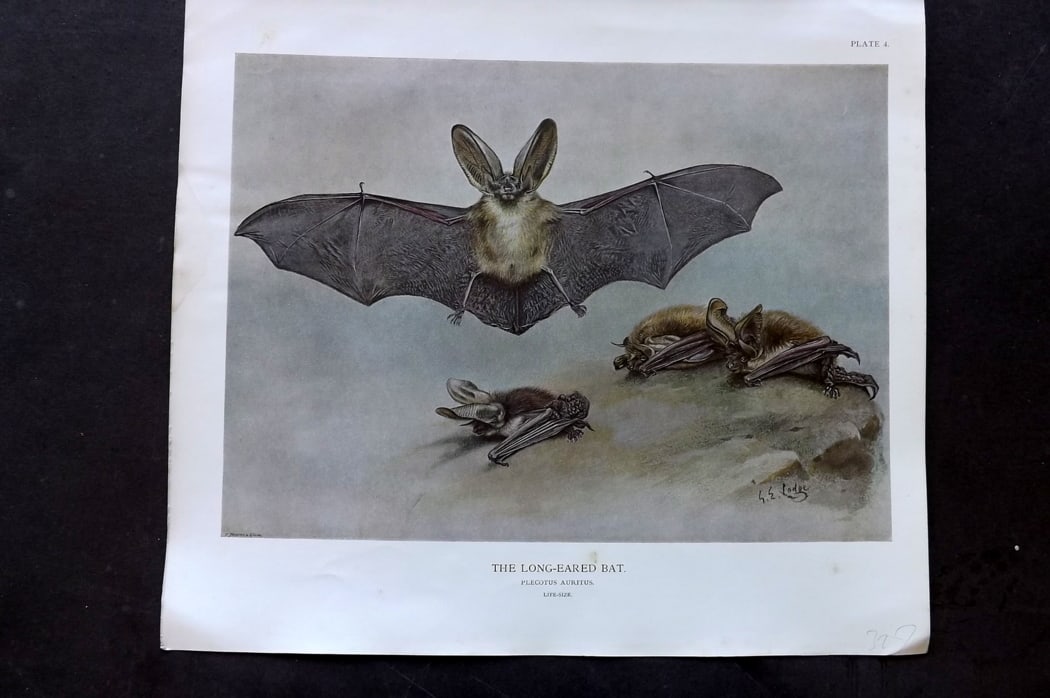 Millais, John 1904 Rare Folio Print. Long Eared Bat: Folio Offset Lithograph Published 1904, London for "The Mammals of Great Britain and Ireland" by John Guille Millais. Illustrated by Archibald Thorburn, George Lodge and the Author. Rare - Limited Edi