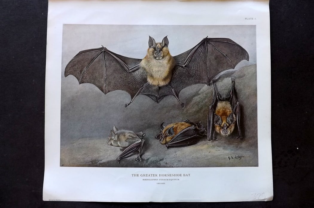 Millais, John 1904 Rare Folio Print. Greater Horseshoe Bat: Folio Offset Lithograph Published 1904, London for "The Mammals of Great Britain and Ireland" by John Guille Millais. Illustrated by Archibald Thorburn, George Lodge and the Author. Rare - Limited Edi