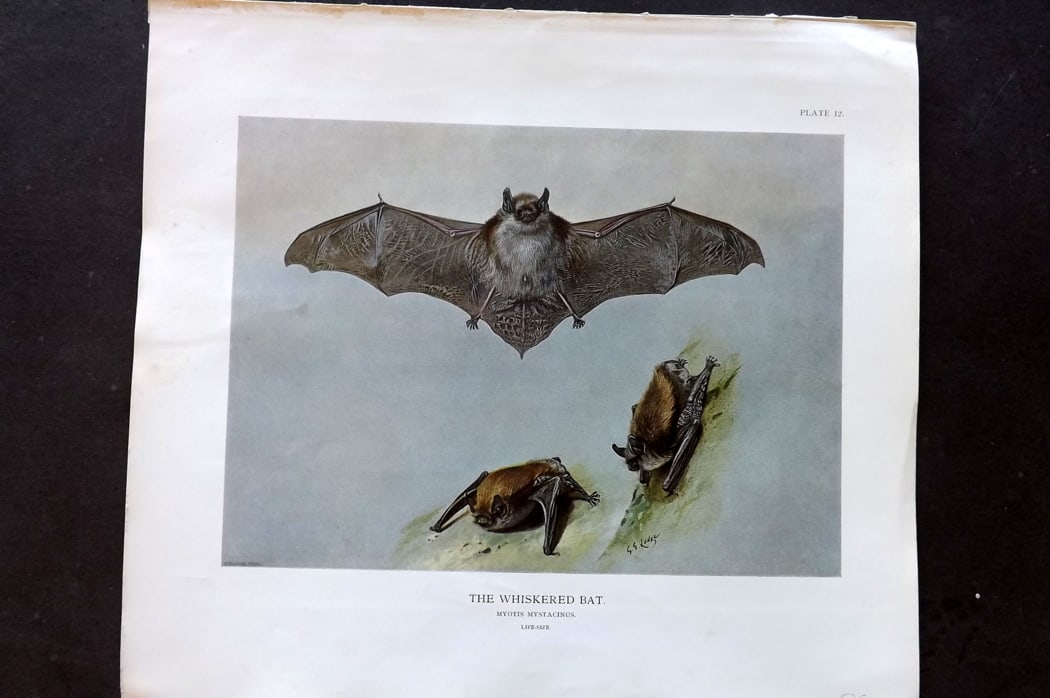 Millais, John 1904 Rare Folio Print. Whiskered Bat: Folio Offset Lithograph Published 1904, London for "The Mammals of Great Britain and Ireland" by John Guille Millais. Illustrated by Archibald Thorburn, George Lodge and the Author. Rare - Limited Edi