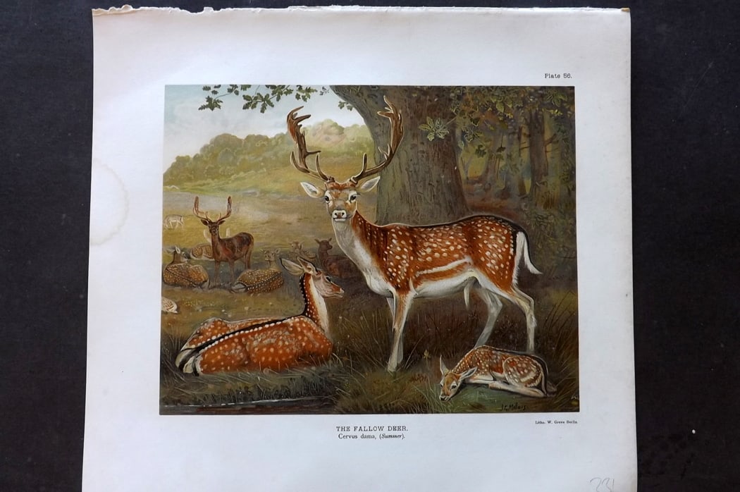 Millais, John 1904 Rare Folio Print. Fallow Deer (1 of 1)