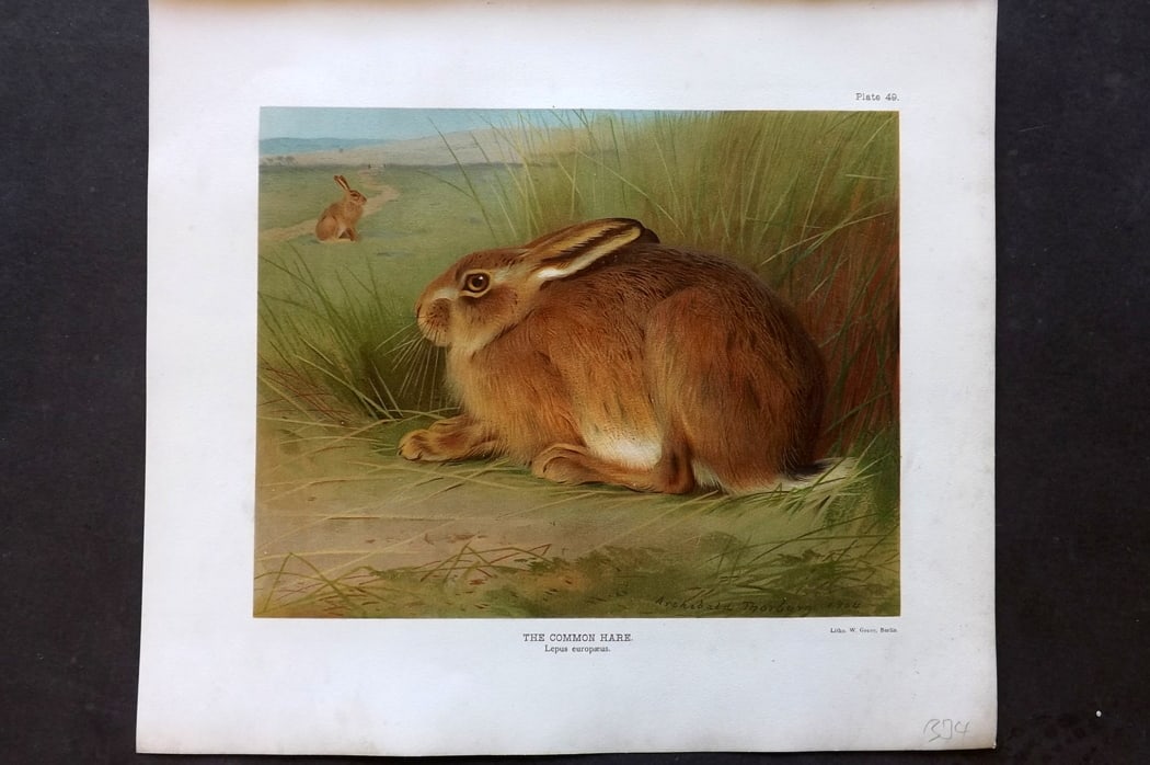 Millais, John 1904 Rare Folio Print. Common Hare: Folio Chromolithograph Published 1904, London for "The Mammals of Great Britain and Ireland" by John Guille Millais. Illustrated by Archibald Thorburn, George Lodge and the Author. Rare - Limited Edit