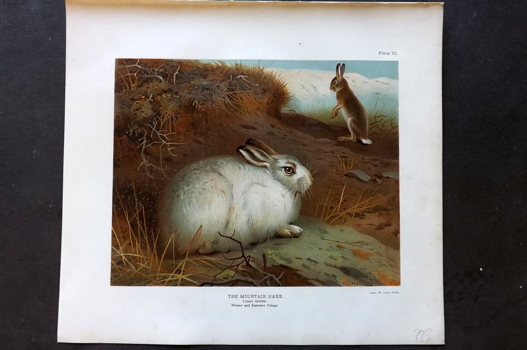 Millais, John 1904 Rare Folio Print. Mountain Hare: Folio Chromolithograph Published 1904, London for "The Mammals of Great Britain and Ireland" by John Guille Millais. Illustrated by Archibald Thorburn, George Lodge and the Author. Rare - Limited Edit