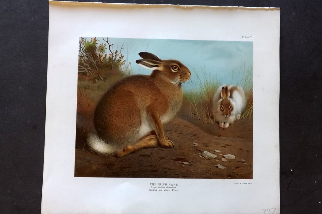 Millais, John 1904 Rare Folio Print. Irish Hare: Folio Chromolithograph Published 1904, London for "The Mammals of Great Britain and Ireland" by John Guille Millais. Illustrated by Archibald Thorburn, George Lodge and the Author. Rare - Limited Edit