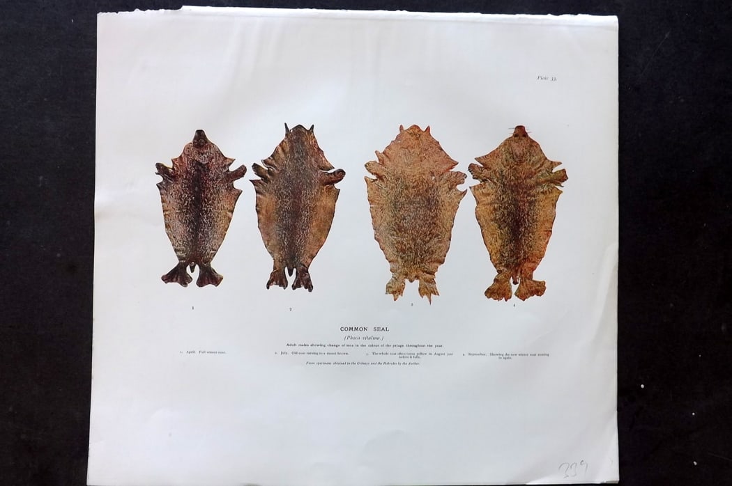 Millais, John 1904 Rare Folio Print. Common Seal Pelts (1 of 1)