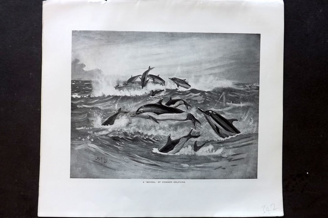 Millais, John 1904 Rare Folio Print. School of Common Dolphins (1 of 1)