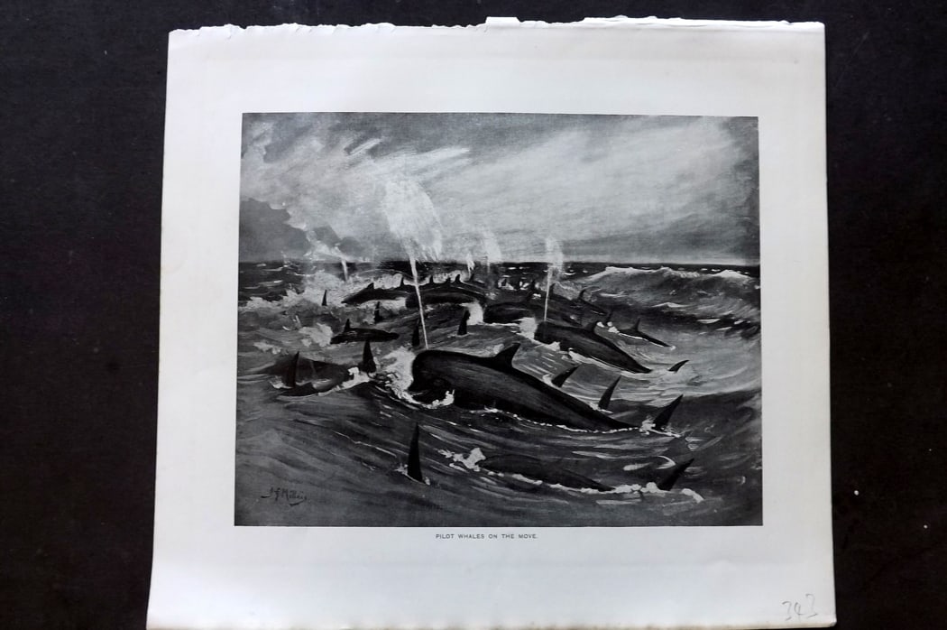 Millais, John 1904 Rare Folio Print. Pilot Whales on the Move (1 of 1)