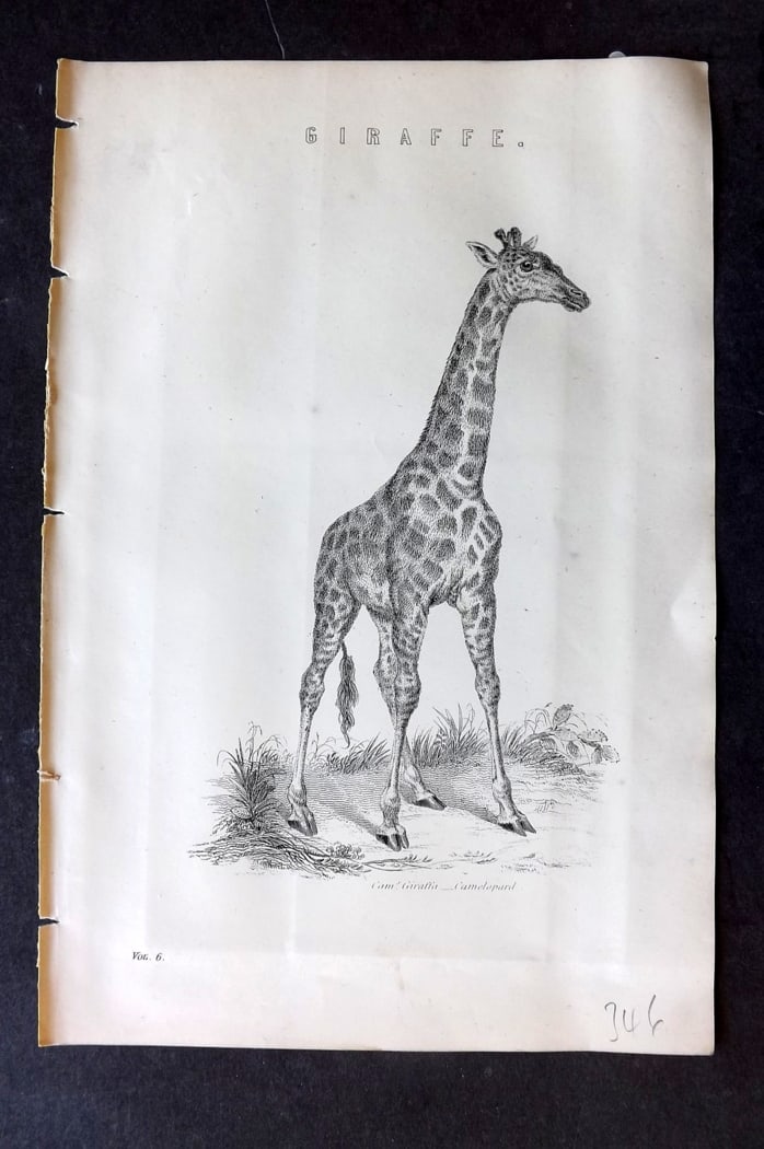 National Encyclopedia 1891 Antique Print. Giraffe: Engraving/Woodblock Published 1891-1901 by William Mackenzie, London for "The National Encyclopedia: A dictionary of Universal Knowledge" Paper Size: 10 x 6 inch (25 x 16cm) Good Condition