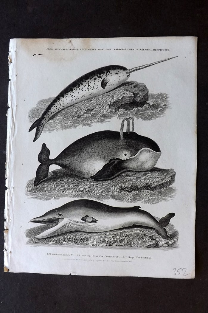 Rees, Abraham 1820 Antique Print. Narwhal, Common Whale, Pike Headed Whale: Copper Plate Published 1802-20 by Longman, Hurst, Rees & Orme for "The Cycloaedia: or, Universal dictionary of arts, sciences, and literature" By Abraham Rees. Paper Size: 10.5 x 8.5 inch (27 x 22cm) 