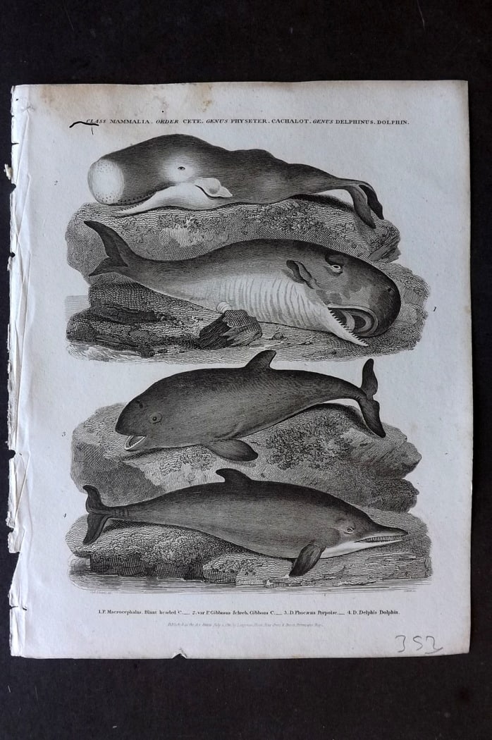 Rees, Abraham 1820 Antique Print. Blunt Headed & Gibbons Whale, Dolphins: Copper Plate Published 1802-20 by Longman, Hurst, Rees & Orme for "The Cycloaedia: or, Universal dictionary of arts, sciences, and literature" By Abraham Rees. Paper Size: 10.5 x 8.5 inch (27 x 22cm) 