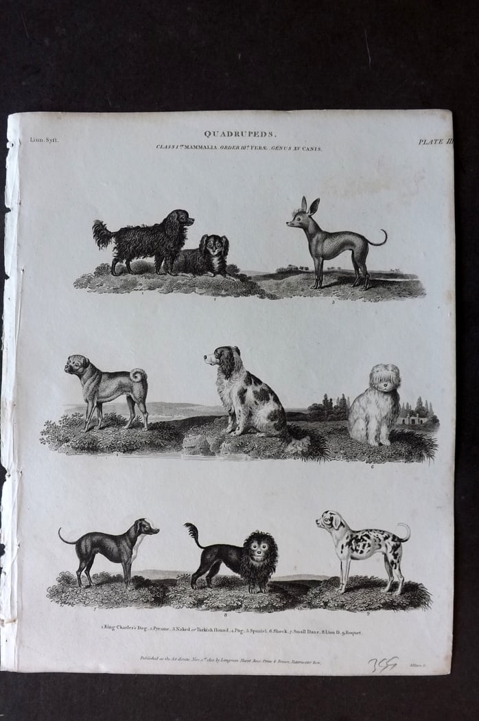 Rees, Abraham 1820 Antique Print. Dogs - King Charles Spaniel, Pyrame, Turkish Hound, Spaniel, Small (1 of 1)