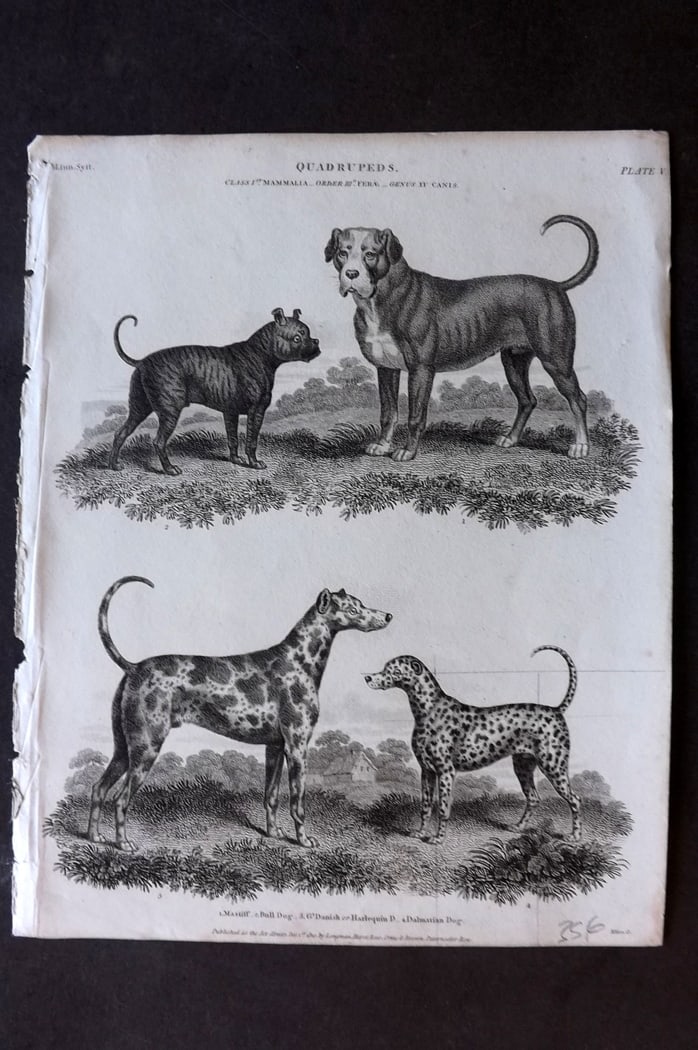 Rees, Abraham 1820 Antique Print. Dogs - Mastiff, Bull Dog, Harlequin, Dalmation: Copper Plate Published 1802-20 by Longman, Hurst, Rees & Orme for "The Cycloaedia: or, Universal dictionary of arts, sciences, and literature" By Abraham Rees. Paper Size: 10.5 x 8.5 inch (27 x 22cm) 