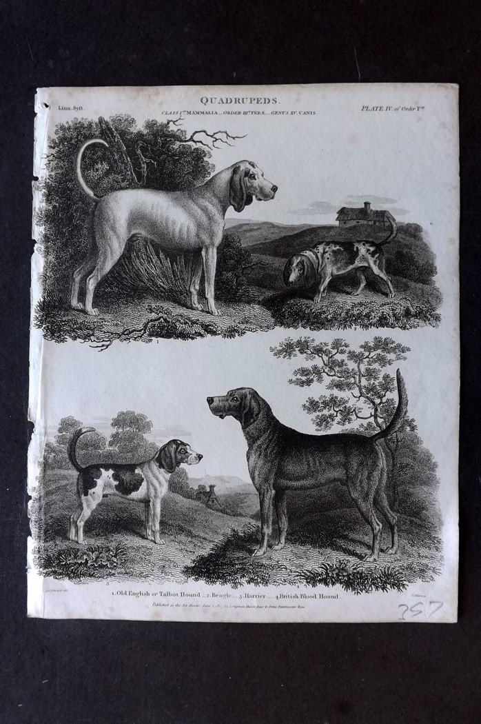 Rees, Abraham 1820 Antique Print. Dogs - Old English, Beagle, Harrier, British Blood Hound (1 of 1)