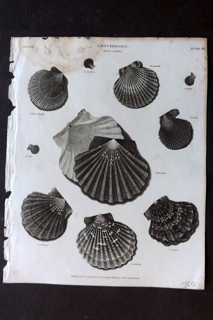 Rees, Abraham 1820 Antique Print. Shells Conchology 12 (1 of 1)