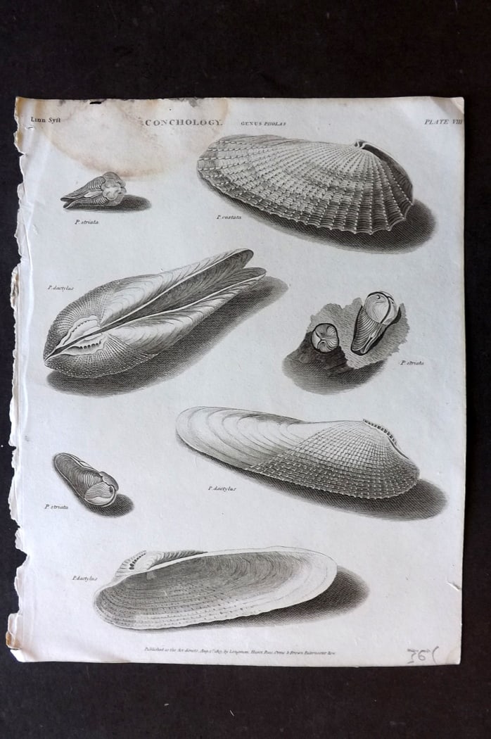 Rees, Abraham 1820 Antique Print. Shells Conchology 8 (1 of 1)