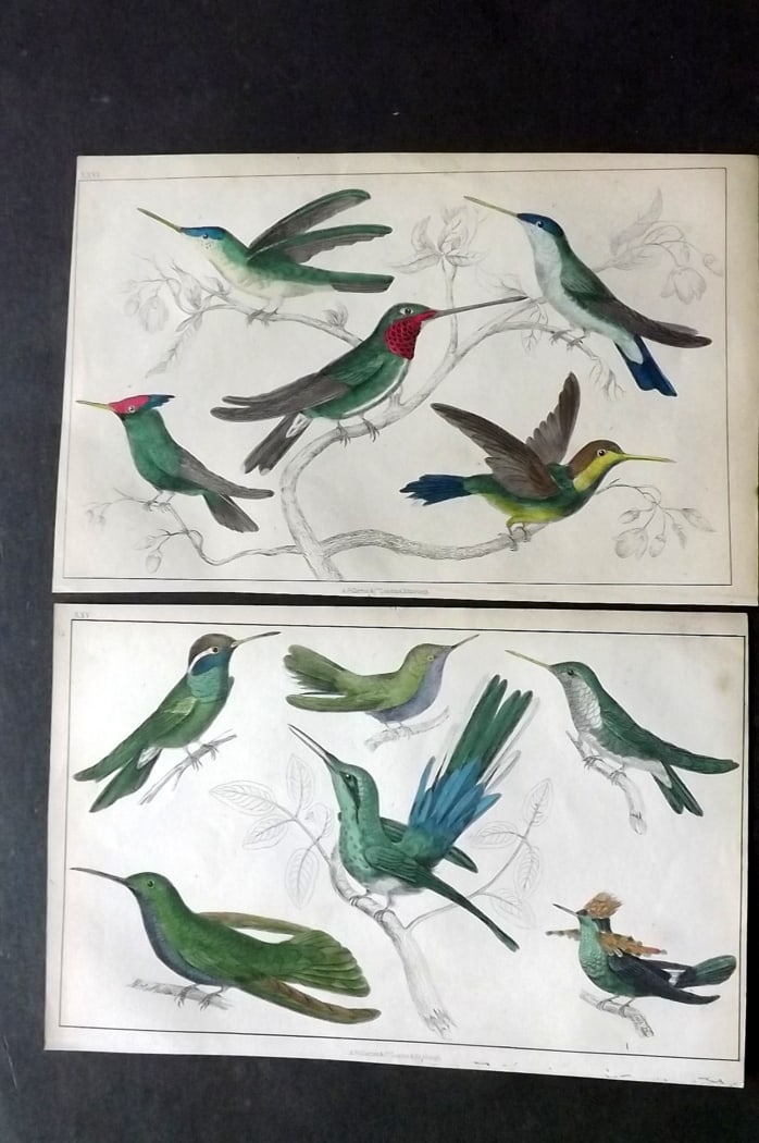 Goldsmith, Oliver C1850 Pair of Hand Col Bird Prints. Hummingbirds: Hand Colored Etching/Engraving Published C1850 by A. Fullarton & Co., London for "A History of the Earth and Animated Nature" by Oliver Goldsmith. Paper Size: 10 x 6 inch (25 x 16cm) Good Condition