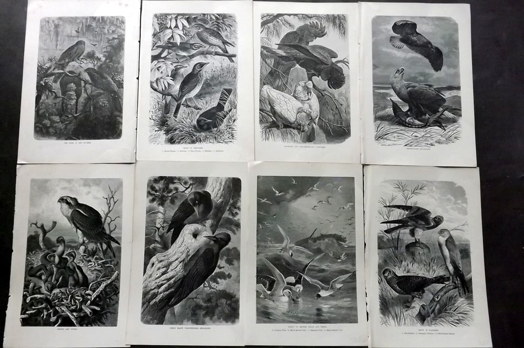 Lydekker, Richard 1896 Lot of 8 Antique Bird Prints: Wood Engravings (Rerverse side blank) Published 1894-96, London for "The Royal Natural History" by Richard Lydekker. Illustrated by Smit, Keulemans, Wolf and others. Paper Size: 10 x 6.5 inch (25 x 16
