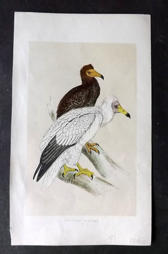 Morris, Francis 1851 Hand Col Bird Print. Egyptian Vulture: Woodblock Published 1851-57, London for "A History of British Birds" First Edition by the Rev. Francis Orpen Morris. Printed in colours and finished by hand. Paper Size: 9.5 x 6 inch (24 x 15cm) Good 