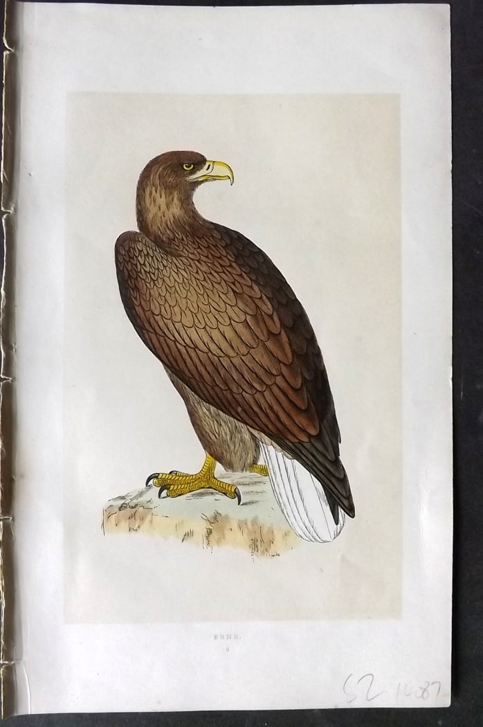 Morris, Francis 1851 Hand Col Bird Print. Erne: Woodblock Published 1851-57, London for "A History of British Birds" First Edition by the Rev. Francis Orpen Morris. Printed in colours and finished by hand. Paper Size: 9.5 x 6 inch (24 x 15cm) Good 