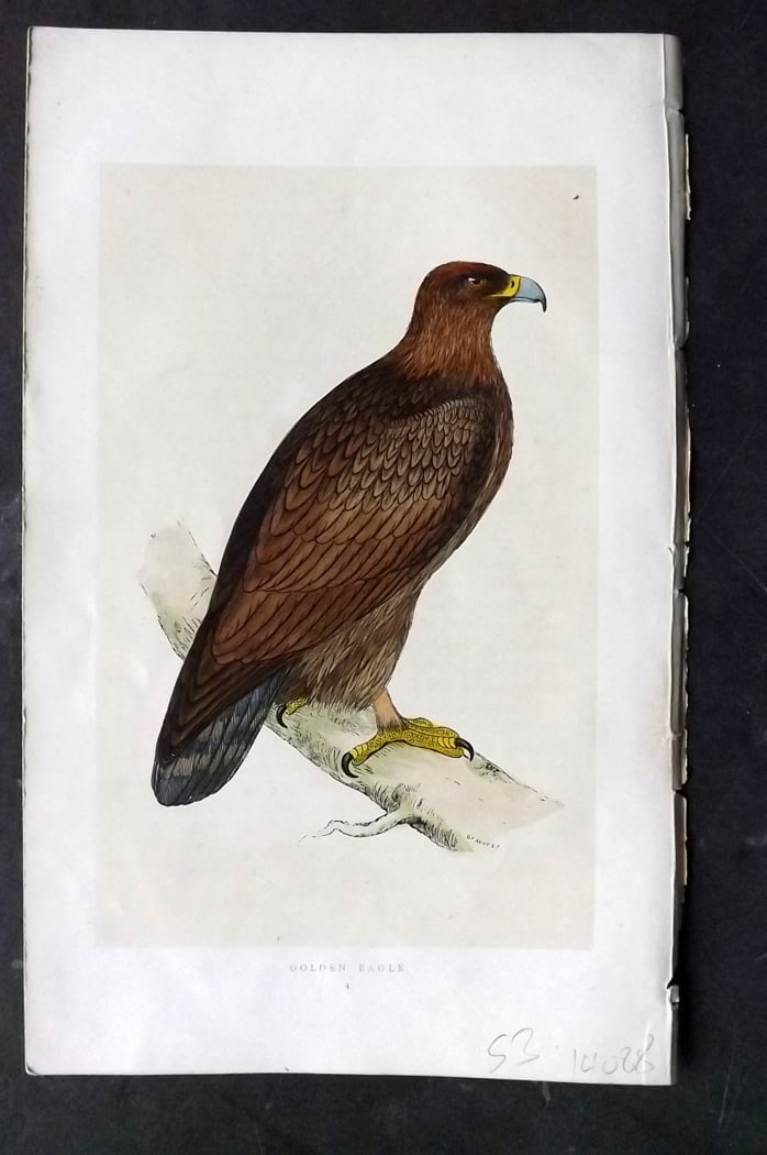 Morris, Francis 1851 Hand Col Bird Print. Golden Eagle: Woodblock Published 1851-57, London for "A History of British Birds" First Edition by the Rev. Francis Orpen Morris. Printed in colours and finished by hand. Paper Size: 9.5 x 6 inch (24 x 15cm) Good 