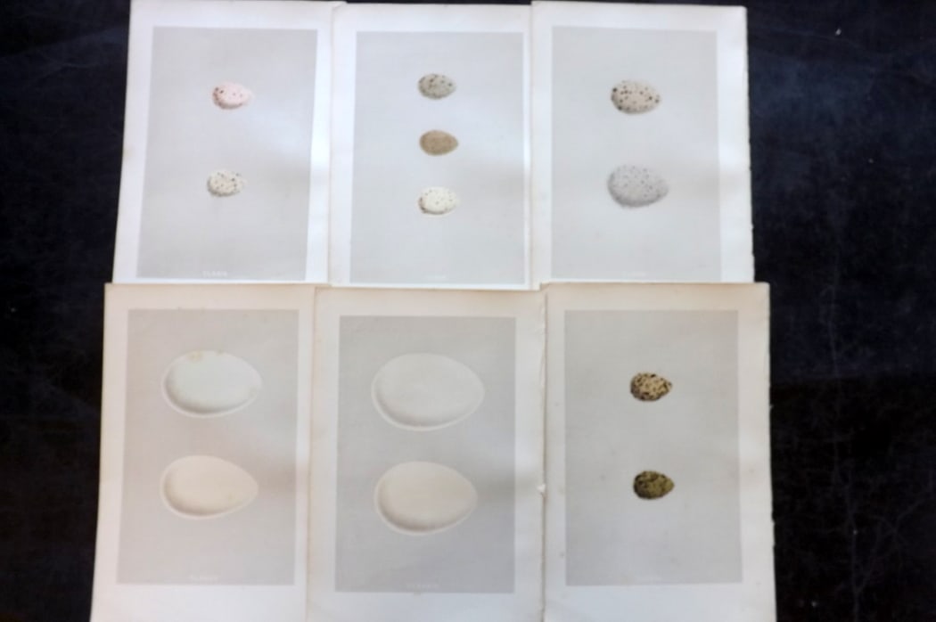 Morris, Francis 1875 Lot of 6 Antique Bird Egg Prints: Woodblock Published 1875, London for "A Natural History of the Nests and Eggs of British Birds" By the Rev. Francis Orpen Morris, printed Benjamin Fawcett. Paper Size: 10 x 6 inch (25 x 16cm) Good Con