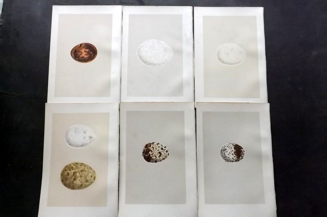 Morris, Francis 1875 Lot of 6 Antique Bird Egg Prints: Woodblock Published 1875, London for "A Natural History of the Nests and Eggs of British Birds" By the Rev. Francis Orpen Morris, printed Benjamin Fawcett. Paper Size: 10 x 6 inch (25 x 16cm) Good Con