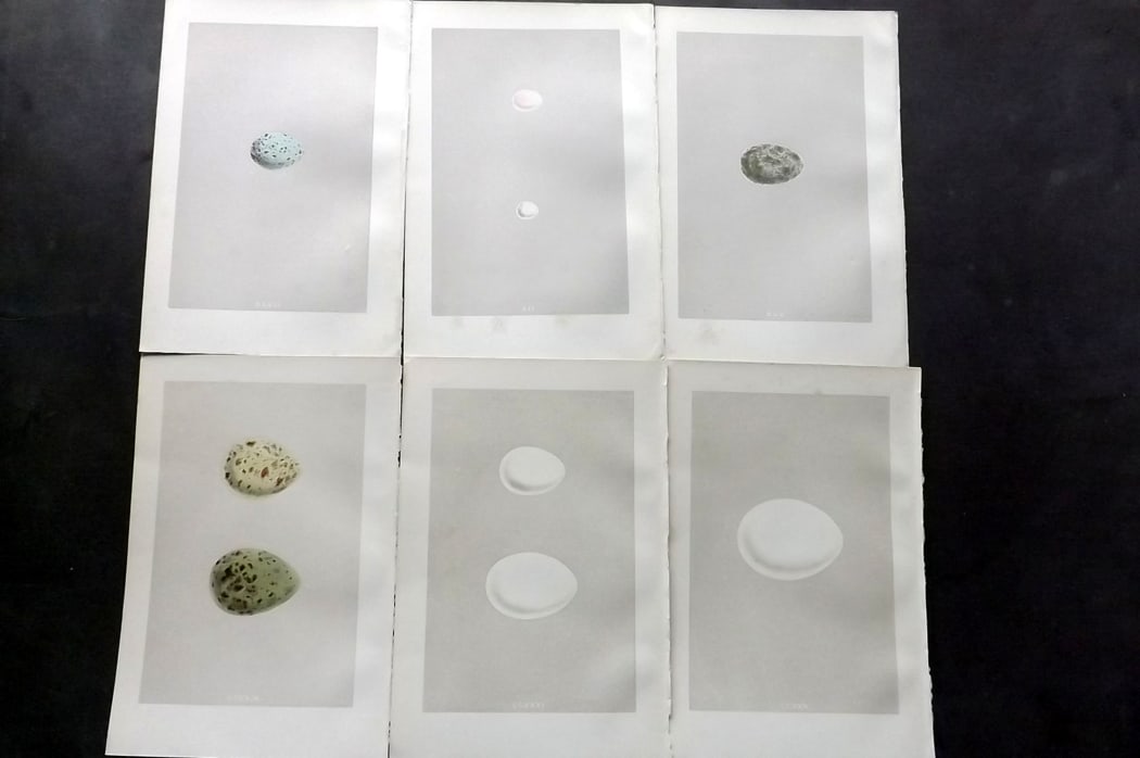 Morris, Francis 1875 Lot of 6 Antique Bird Egg Prints: Woodblock Published 1875, London for "A Natural History of the Nests and Eggs of British Birds" By the Rev. Francis Orpen Morris, printed Benjamin Fawcett. Paper Size: 10 x 6 inch (25 x 16cm) Good Con