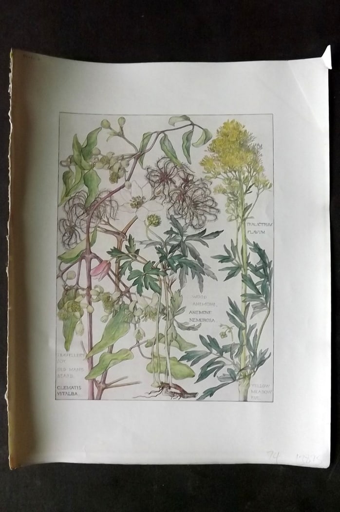 Adams, Harriet Isabel 1907 Art Nouveau Print. Travellers Joy, Old Mans Beard, Wood Anemone 02: Offset Lithograph Published 1907-10, London for "Wild Flowers of British Isles" by Harriet Isabel Adams. Scarce. Paper Size: 11 x 8.5 inch (28 x 22cm) Good Condition