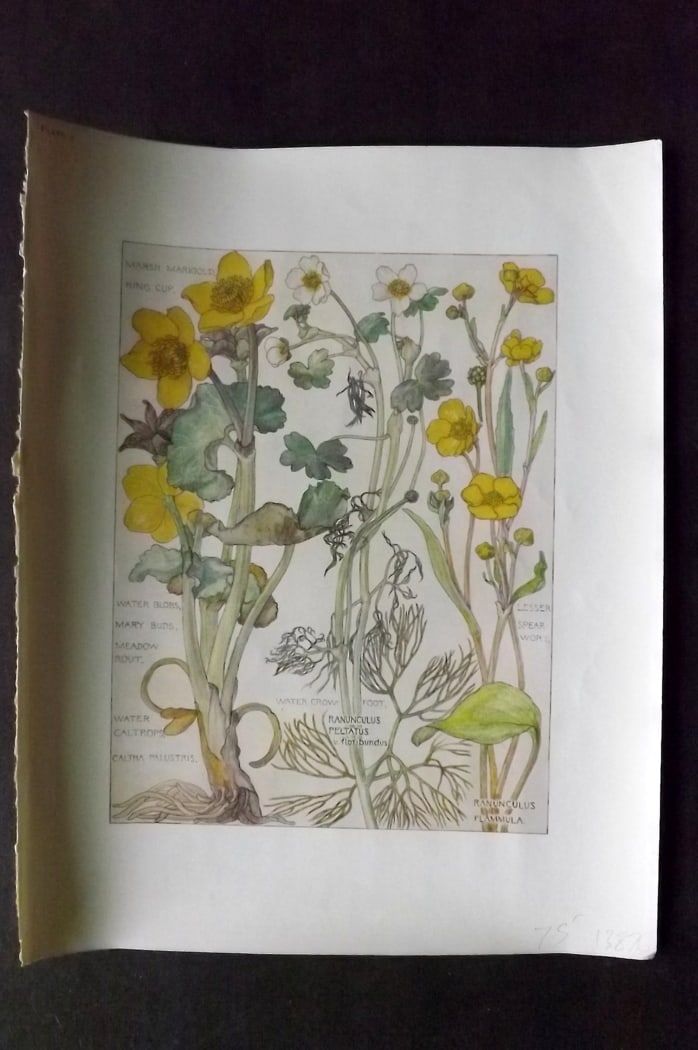 Adams, Harriet Isabel 1907 Art Nouveau Botanical Print. Marsh Marigold, Crowfoot, Spearwort 03: Offset Lithograph Published 1907-10, London for "Wild Flowers of British Isles" by Harriet Isabel Adams. Scarce. Paper Size: 11 x 8.5 inch (28 x 22cm) Good Condition