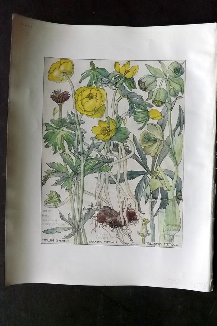Adams, Harriet Isabel 1907 Art Nouveau Botanical. Globe Flower, Aconite, Stinking Hellebore 05: Offset Lithograph Published 1907-10, London for "Wild Flowers of British Isles" by Harriet Isabel Adams. Scarce. Paper Size: 11 x 8.5 inch (28 x 22cm) Good Condition