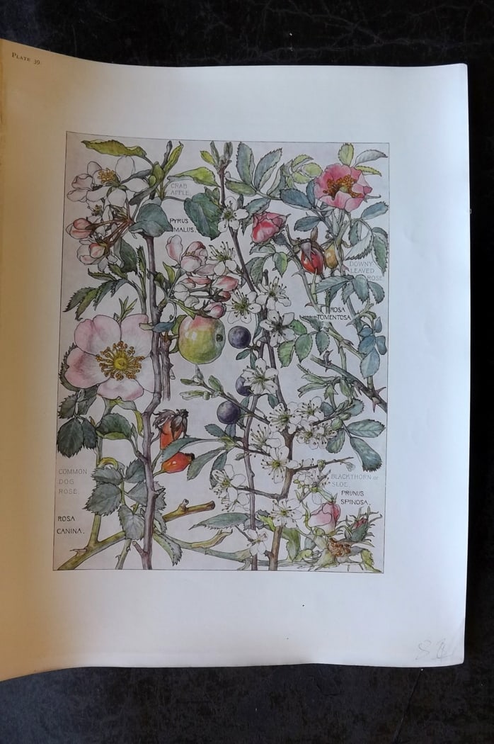 Adams, Harriet Isabel 1907 Botanical Print. Dog Rose, Crab Apple, Blackthorn Sloe, Downy Rose 39: Offset Lithograph Published 1907-10, London for "Wild Flowers of British Isles" by Harriet Isabel Adams. Scarce. Paper Size: 11 x 8.5 inch (28 x 22cm) Good Condition