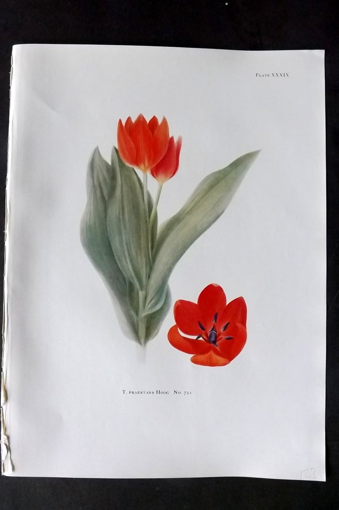 Dykes, William 1930 Folio Botanical Print. Tulip Praestans Hoog 39: Folio Lithograph Published 1930 by Herbert Jenkins, London for "Notes on the Tulip Species" by William R. Dykes. Edited and Illustrated by Katherine Dykes. Paper Size: 15 x 11 inch (38 x 28cm) Good Co